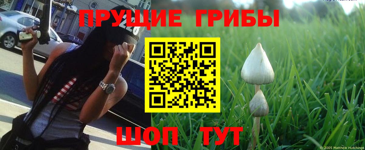 Галлюциногенные грибы GOLDEN TEACHER Владикавказ